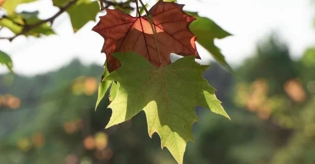 Бабине літо ще повернеться: перед теплом Україну накриє хвиля холоду